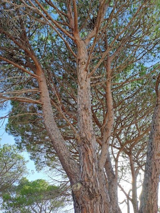 Gelsi Holiday Home La Maddalena Ла-Маддалена Экстерьер фото